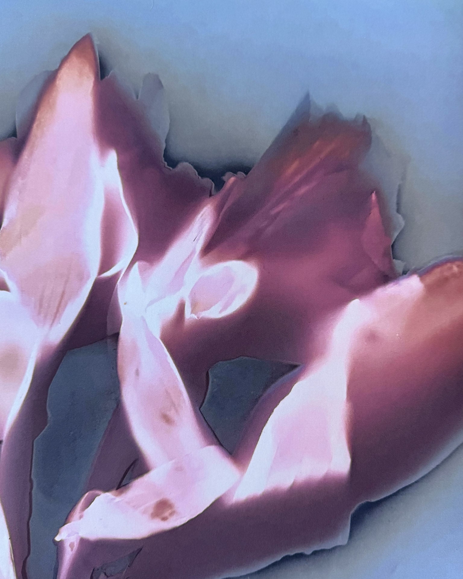 SAY YES - Fine Art Print 50x70cm