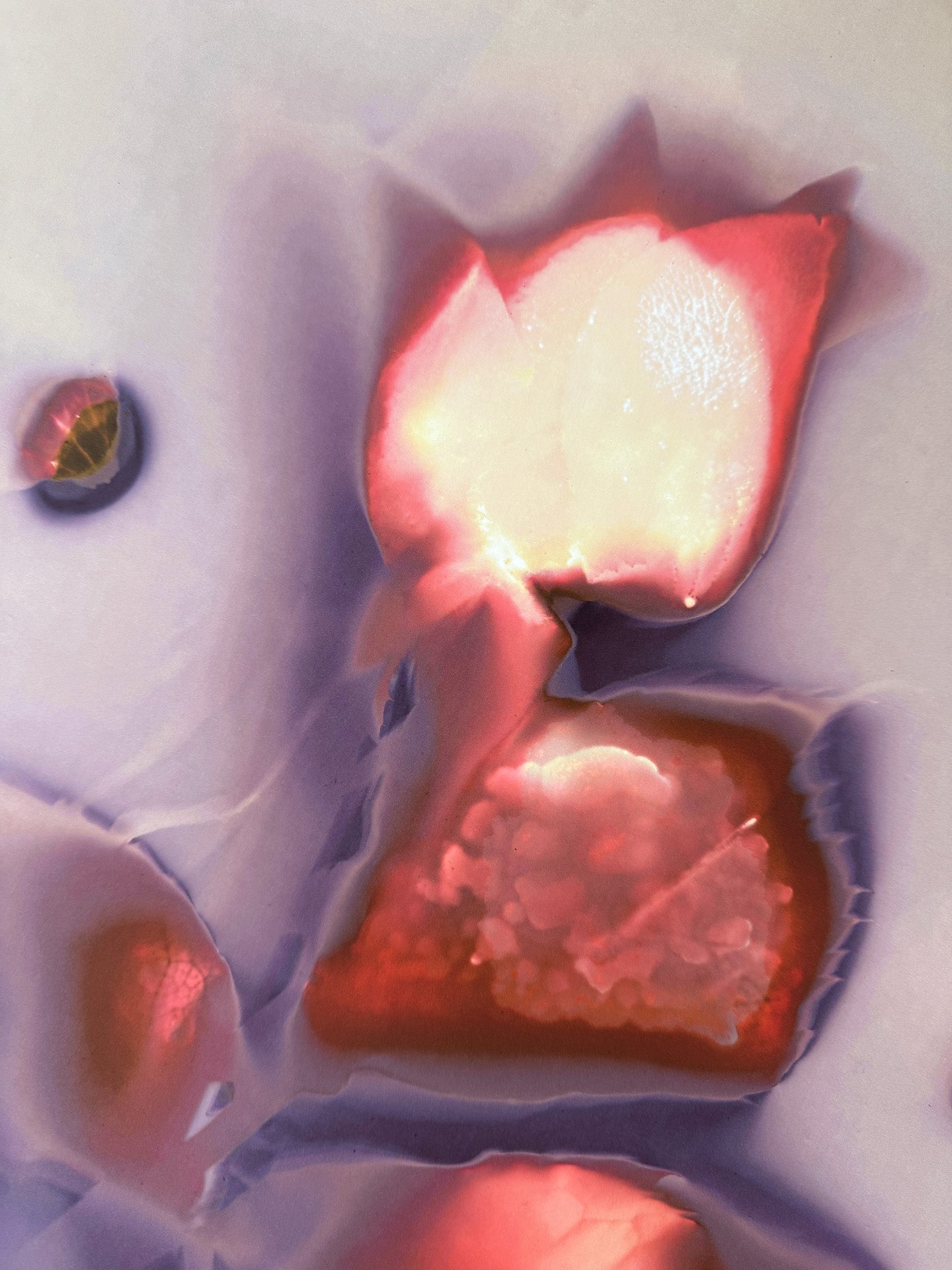 MODERN FLOWER PORTRAIT - Fine Art Print 50x70cm